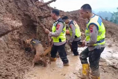 Polisi Kerahkan Anjing Pelacak Bantu Cari Korban Tanah Longsor di Watukumpul Pemalang