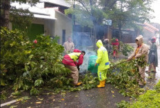 Tiga Titik Pohon Tumbang, Polres Tegal Respon Cepat Amankan dan Atur Lalu Lintas  