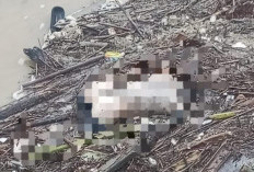 Bocah Tenggelam Ditemukan Mengambang di Bendungan Guntur, BPBD Demak Lakukan Evakuasi