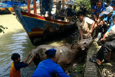 Sapi Kurban Tercebur ke Sungai di Pemalang, Polisi dan Warga Lakukan Evakuasi Dramatis