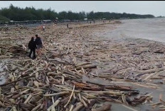 Diduga dari Gunung Slamet, Kayu Gelondongan Banjiri Pantai Kramat Tegal  