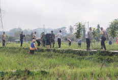 Hingga Akhir Januari 2026, Hama Tikus Serang Tiga Kecamatan di Salatiga 
