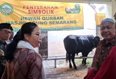 Pemkot Semarang Salurkan 13 Sapi Kurban, Sapi 920 Kilogram Diserahkan ke Masjid Baiturrahman