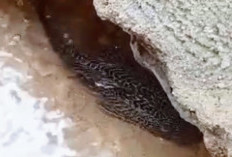 Teror Ikan Sapu-Sapu Menggila di Sungai Semarang, Ekosistem Terancam Hancur!