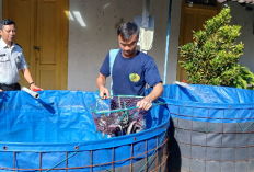 Ikut Dibeli Petugas, Panen Raya Ikan Lele di Rutan Salatiga Wujud Kemandirian Pangan Warga Binaan
