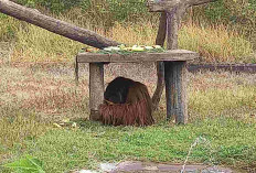 Didi Orangutan Solo Safari, Akali Kabel Listrik dengan Ranting dan Batu untuk Kabur