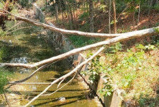 Pohon Tumbang di Sungai Grojogan Blora Tak Kunjung Ditangani, Warga Pertanyakan Respons Pemkab