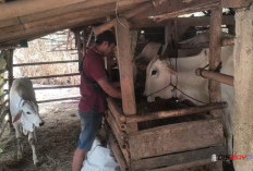 Kemarau Panjang, Peternak Sapi di Kebumen Kesulitan Cari Rumput, Penggemukan Terhambat