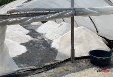 Kampung Garam Tlogopragoto Kebumen Produksi Garam hingga 6 Ton, Kemarau Bikin Panen Lebih Cepat