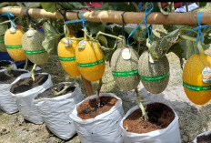 Dari Lahan Tak Produktif Jadi Green House Melon, Giriroto Bikin Gebrakan