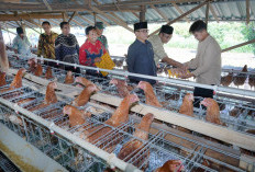 UMKM Sumringah ! Harga Telur Ayam di Sragen Anjlok Sentuh Rp19.000/Kg, Peternak Menjerit