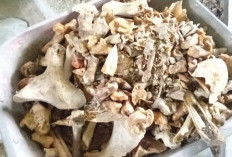 Limbah Tulang Sapi Disulap Jadi Pupuk Kalsium, Warga Kutowinangun Raup Cuan