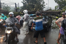Hujan Disertai Angin Kencang Terjang Semarang, Lebih dari 80 Pohon Tumbang dan Reklame Roboh