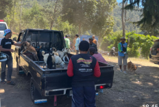 Kendalikan Hama Monyet Ekor Panjang di Boyolali, Anjing di Bukit Kinasih Divaksin 
