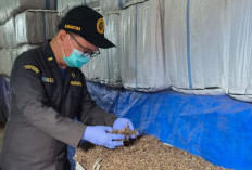 Ekspor Daun Cincau Kering Jateng Capai 403 Ton, Layanan Karantina Terintegrasi Percepat Pengiriman