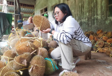Musim Durian Gunungpati: Legit Manis Berpadu Pahit, Daya Tarik Durian Lokal Semarang yang Diburu hingga Mancan