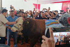 Hadiri Kontes APPSI Wonosobo, Wamentan Sudaryono : Jadi Pemicu Kemajuan Peternakan