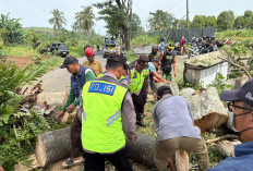 Warga Purbalingga Tertimpa Pohon Tumbang di Kabupaten Tegal