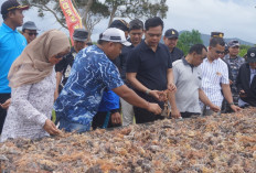 KKP Gelontorkan Rp 9 Miliar untuk Budidaya Rumput Laut Karimunjawa, Garap Lahan 240 Hektar