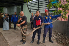 Viral! Camat Bagelen Evakuasi King Kobra 3 Meter dari Rumah Warga