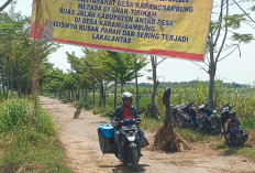 Kecewa Tak Kunjung Diperbaiki, Warga Losari Pasang Spanduk Protes dan Tanam Pohon Pisang di Jalan Rusak 