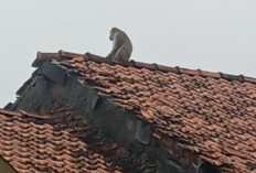 Dampak Rusaknya Hutan Mangrove, Monyer Liar Masuk Rumah Serang Bayi 