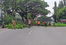 Ngerinya Kondisi Pohon di Jalur Pantura Batang, 223 Rawan Roboh