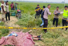 Hendak Cari Rumput, Pria asal Pati Ditemukan Meninggal Dunia di Persawahan Jekulo Kudus