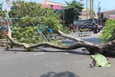 Pohon Tewaskan 2 Orang di Pandanaran, Pemkot Semarang Kebut Pemetaan Pohon Rawan Tumbang