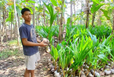 Manfaatkan Pekarangan, Bibit Kelapa Asal Kebumen Tembus Sumatra dan Kalimantan