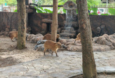 Viral di Medsos, Kapibara 'Masbro' Kini Bisa Dilihat Langsung di Safari Beach Jateng Batang