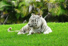 Hasil Nekropsi Ungkap Penyebab Harimau Putih Anggun Mati, Semarang Zoo Tegaskan Pertukaran Resmi