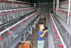 Nasib Peternak Ayam Mandiri di Pati Terjepit, Kuota DOC Dimonopoli Perusahaan Integrator Besar