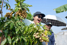 Panen Perdana Kelengkeng Super Itoh Tandai Lahirnya Agro Eduwisata Masjid Agung Semarang