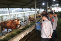 Jelang Idul Adha, Kapolres Pekalongan Turun Langsung Cek Peternakan Sapi, Pastikan Bebas PMK