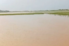Banjir Sawah Batang Picu Gagal Panen, 139 Hektare Dinyatakan Puso