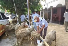 Kena PHP Dampak Arahan KPK, Peternak di Sragen Gagal Terima Bantuan Kambing