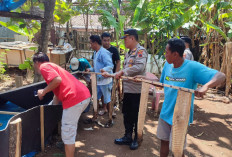 Cegah Perjudian, Polsek Dukuhseti Gerebek dan Bubarkan Arena Uji Coba Tarung Ayam