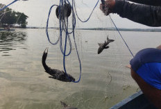 Nelayan Waduk Kedung Ombo Diambang Putus Asa! Perkembangan Ikan Sapu-Sapu Merajalela
