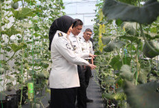 Greenhouse Melon di Lapas Perempuan Semarang Curi Perhatian, Jadi Rujukan Program Ketahanan Pangan Rudenim