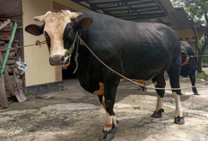 Cerita Pemilik Sapi Dewomu Asal Salatiga, Berasa Dapat Doorprize Saat Presiden Beli Sebagai Hewan Kurban 