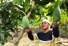 Intip Pesona Wisata Taman Buah di Perbatasan Tegal, Warisan Hijau Kades Dukuhturi 