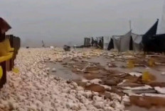 Ribuan Ayam Terancam Mati, Angin Kencang di Pati Terjang Kandang Peternakan Unggas