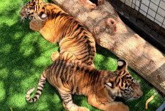 Tiga Anak Harimau Benggala Jadi Penghuni Baru Semarang Zoo