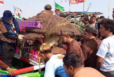 Tak Lagi Naik Kapal TNI AL, Agustina Larung Sesaji Bersama 400 Kapal Nelayan Tambaklorok