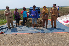 Di Balik Padi Biosalin, Cerita Swadaya Petani Batang dan Dukungan BI Olah Lahan Rob