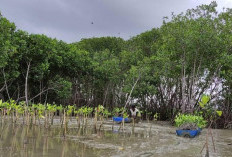 Sebelum Giant Sea Wall, Demak Siapkan Mangrove Jadi Benteng Pantura