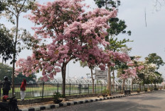 Bunga Tabebuya Bermekaran, Jalan Madukoro Semarang Disulap Bernuansa Negeri Sakura