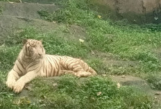 Bimo Ungkap Strategi Konservasi Semarang Zoo, Fokus Harimau dan Orangutan