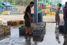 Muara Dangkal Bikin Tangkapan Ikan Nelayan Tegal Anjlok Drastis, Operasional Membengkak